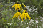 Pinnate prairie coneflower